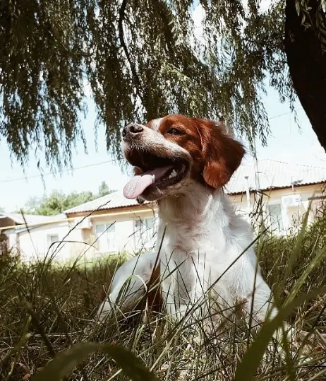 A Brittany lying on the grass under the tree while looking sideways with its tongue out