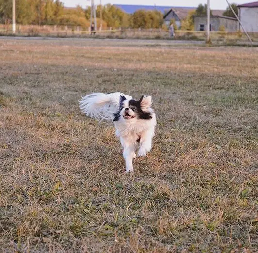 A Japanese Chin running in the field
