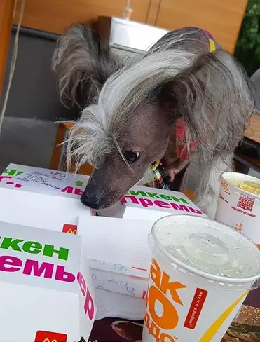 A Chinese Crested Dog smelling the mcdonalds food