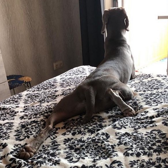 A Weimaraner lying on the bed while facing the door