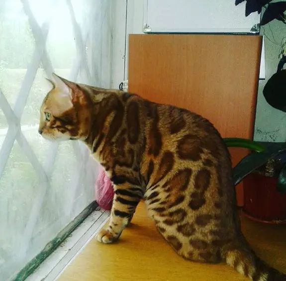 A Bengal Cat sitting on top of the chair while staring outside the window