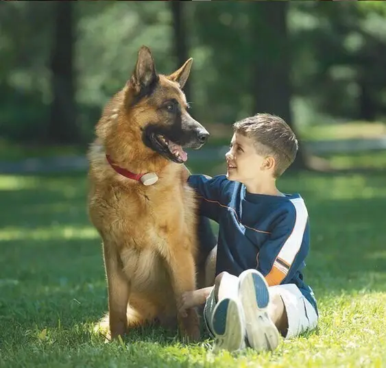 A German Shepherd sitting on the grass with a kid petting him