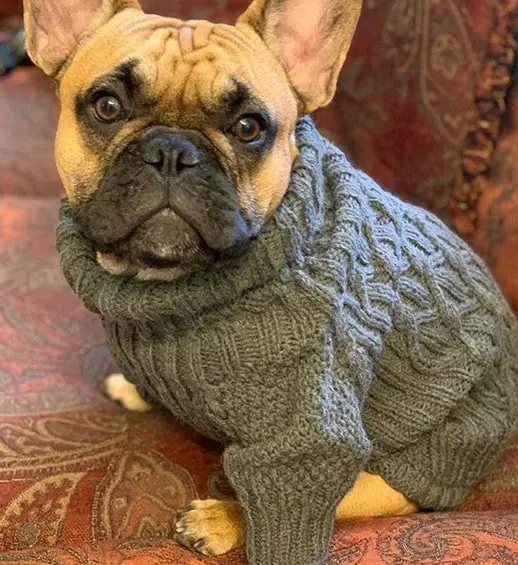 A French Bulldog wearing a sweater while sitting on the couch