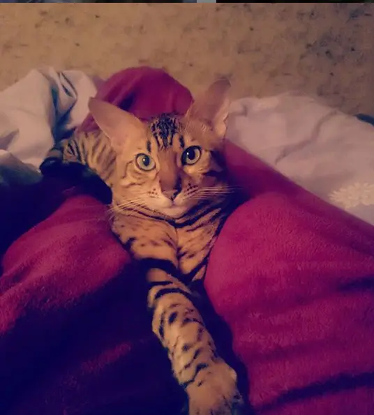 A Bengal Cat lying in between the legs of the person covered with blanket on the bed