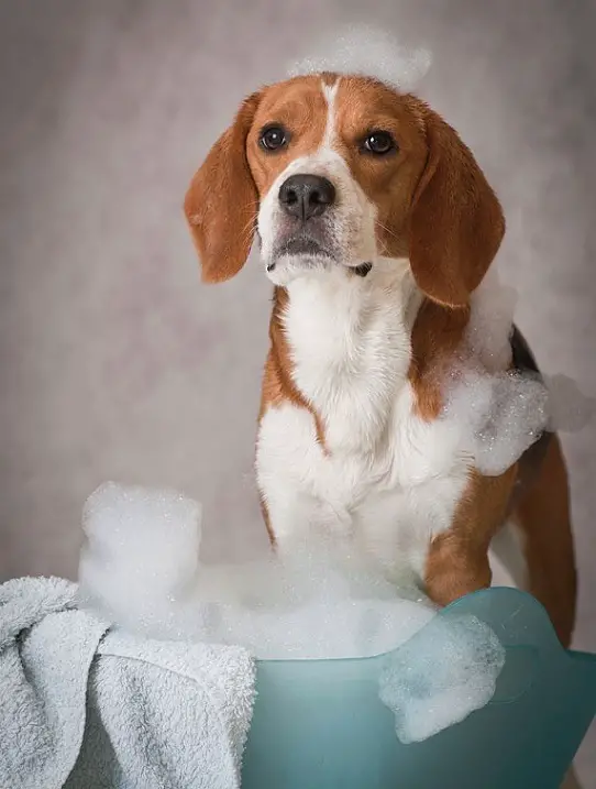Beagle with bubbles on top of its head while standing in the bucket filled with bubbles