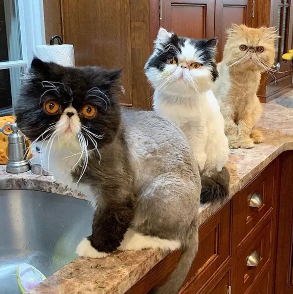 three Persian Cats sitting in line on top of the sink counter