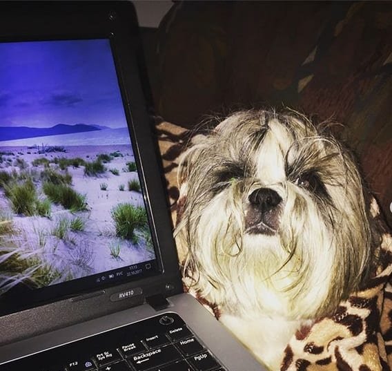 Funny Shih Tzu beside the laptop screen