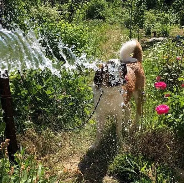 A St. Bernard in the garden with water splashed towards its face