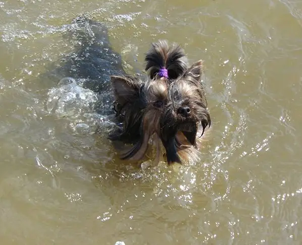 Yorkie with its hair tied up on top of its head while swimming in the water
