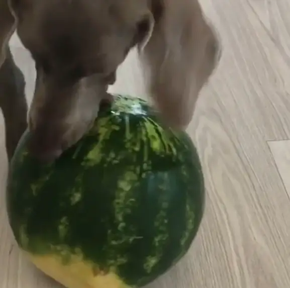 A Weimaraner biting a whole watermelon