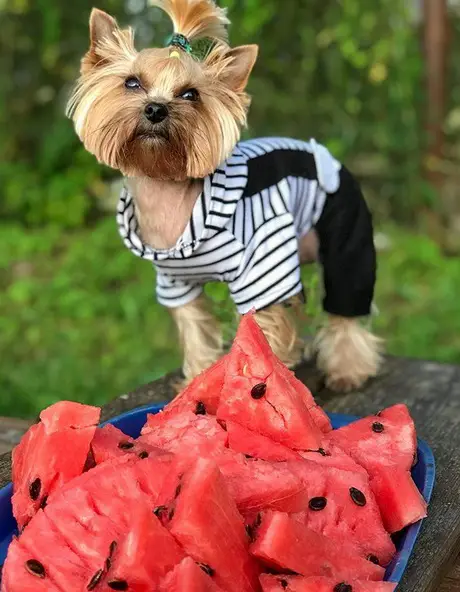 A Yorkshire Terrier wearing a one piece cloth while standing on top of the table behind the tray of watermelon