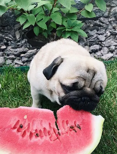Pug in the garden eating watermelon
