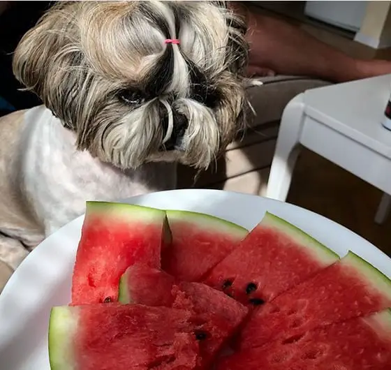 Shih Tzu sitting on the floor while staring at the watermelon in the plate