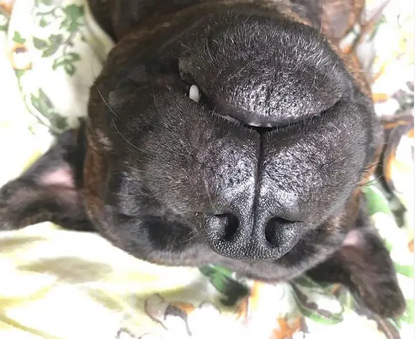 A Staffordshire Bull Terrier sleeping on its back on the bed
