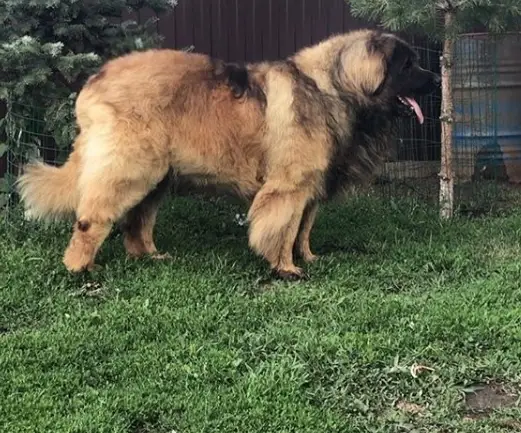 A Leonberger standing in the yard