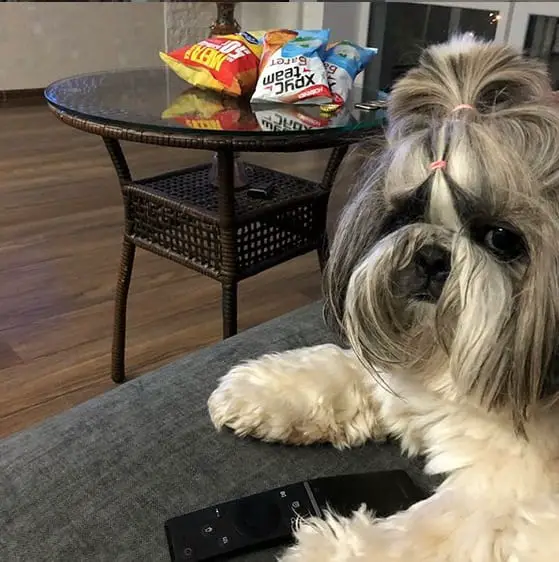 Funny Shih Tzu resting on the couch with a remote