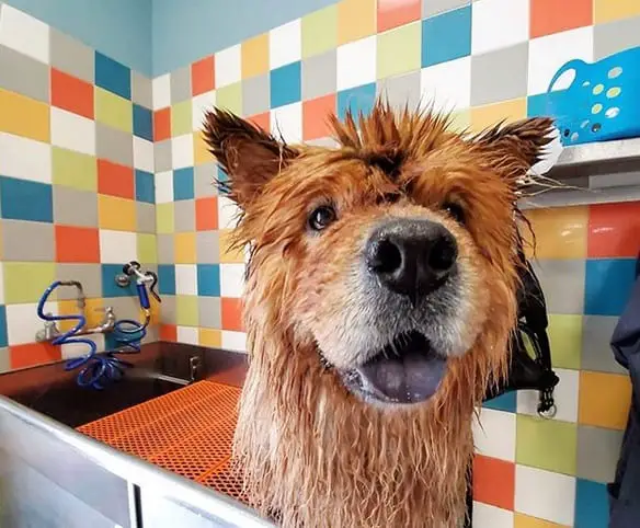 A wet Chow Chow standing in the sink