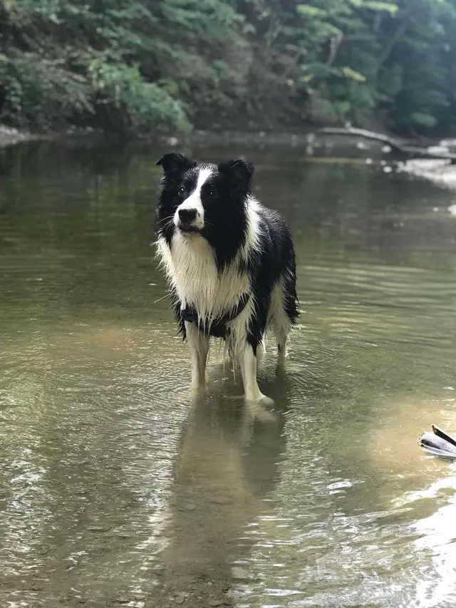 A Border Collie standing in the water