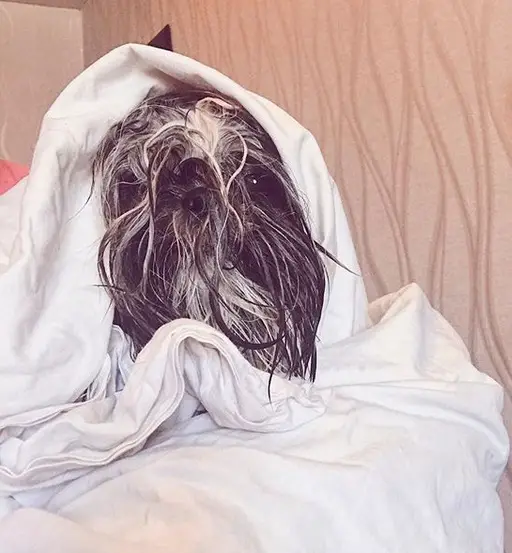 Shih Tzu with a towel over its head after taking a bath