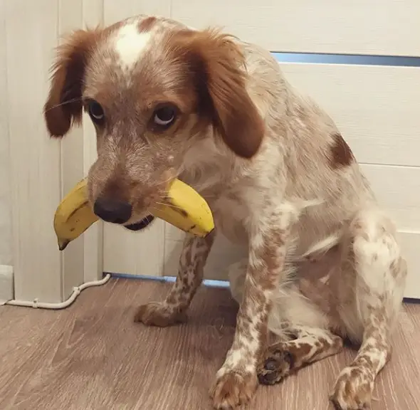 A Brittany sitting on the floor with a piece of banana in its mouth