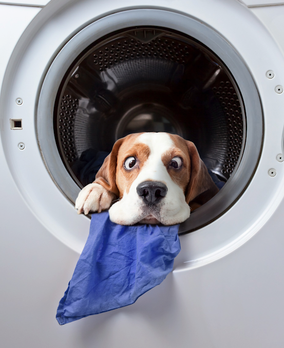 cross eyed Beagle inside the washing machine