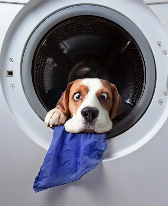 cross eyed Beagle inside the washing machine