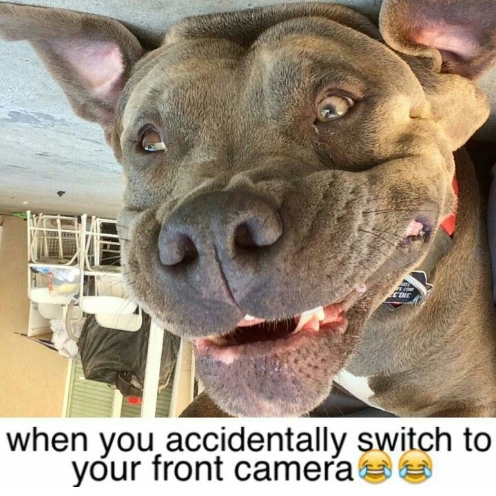 A Pitbull lying upside down on the floor while smiling with its funny face and with caption - when you accidentally switched to your front camera.