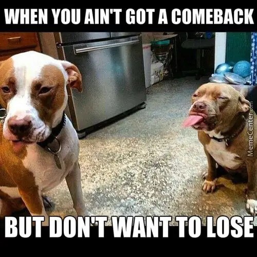 photo of a Pitbull sticking its tongue out towards a Pitbull sitting in front of him and with text - When you ain't got a comeback but don't want to lose