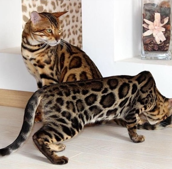 two Bengal Cats on the floor