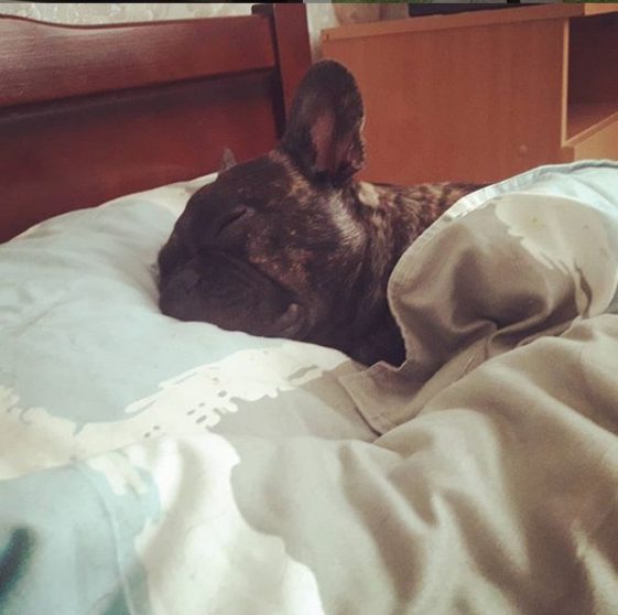 A French Bulldog sleeping soundly on the bed