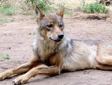 120+ Tough and Strong Wolf Names - The Paws