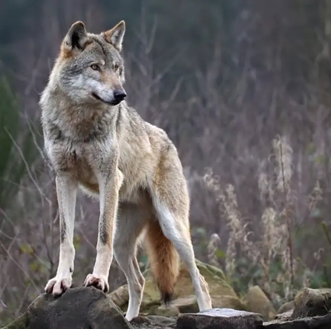 The Best Female Wolf Names – Over 140 Cool Ideas - The Paws