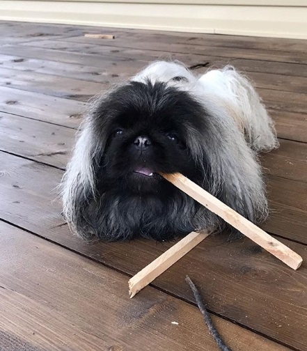 Pekingese lying down on the floor while chewing a wood stick