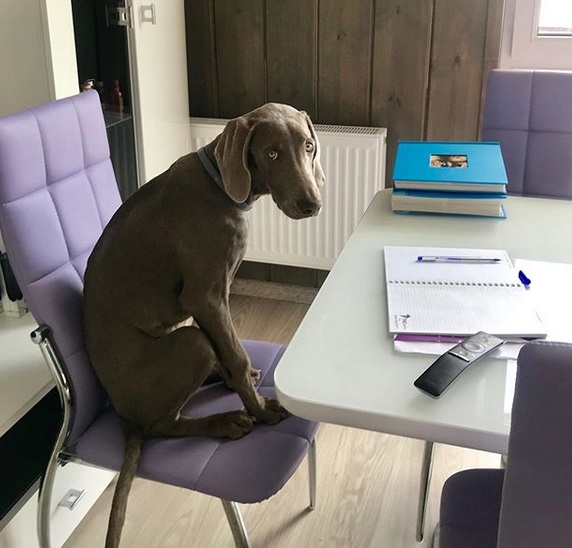 A Weimaraner sitting on the office chair