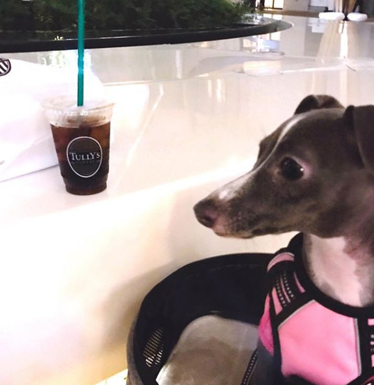 A Italian Greyhound staring at the drink on the top of the counter
