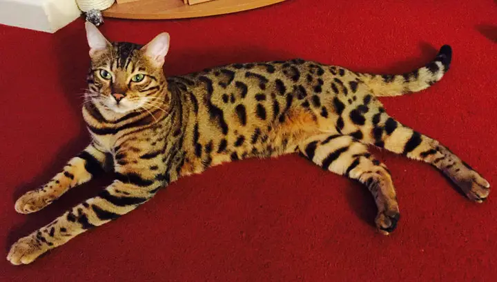 Bengal Cat lying down on the red carpet