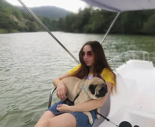 Pug inside the yacht sitting on the lap of its owner