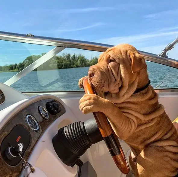 Shar Pei leaning against the steering wheel of a boat that made him look like driving in the ocean