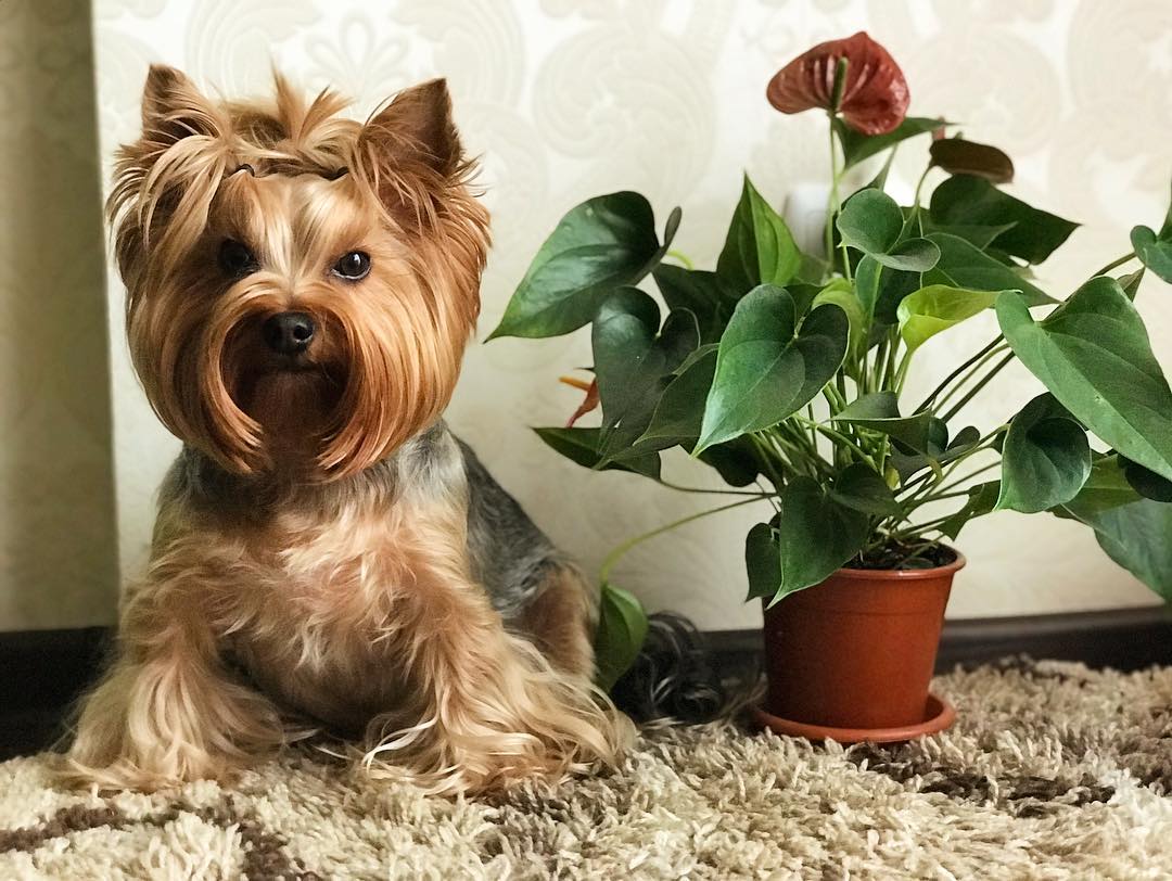 A Yorkshire Terrier sitting on the carpet next to a potted plant