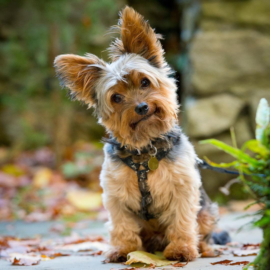 A Yorkshire Terrier sitting on the pavement while tilting its head