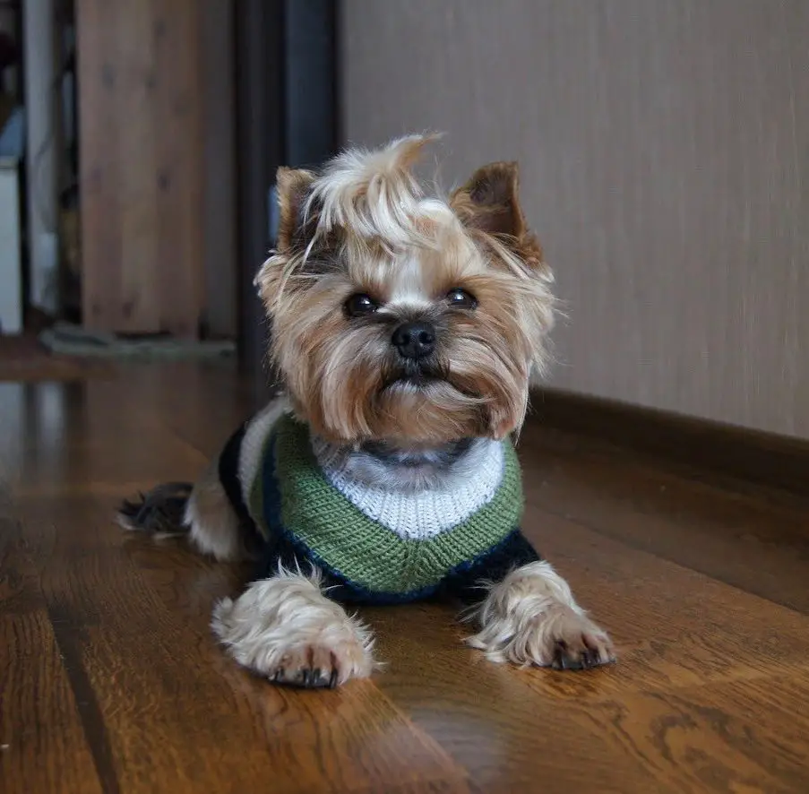 A Yorkshire Terrier wearing a sweater while lying on the floor