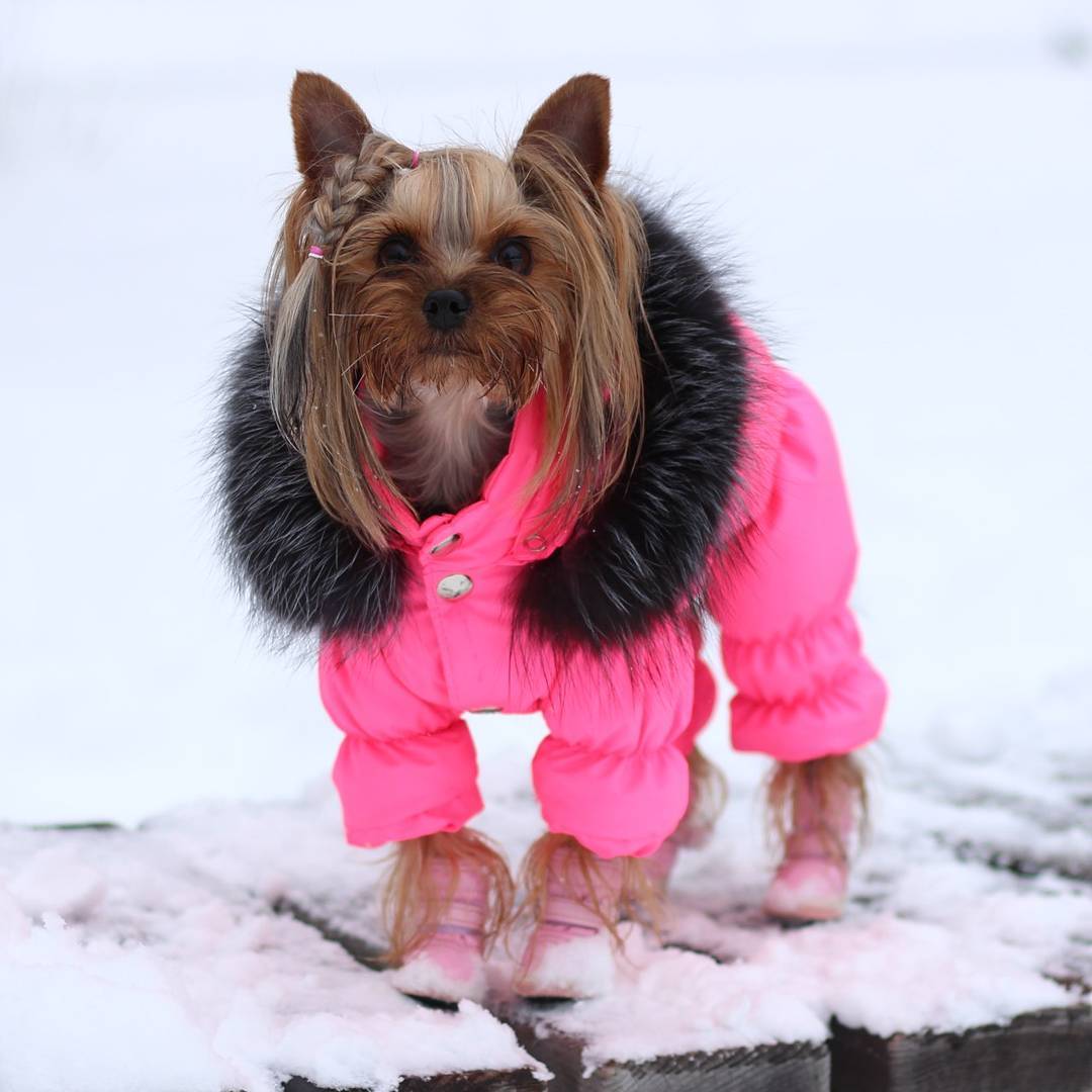 A Yorkshire Terrier wearing a pink jacket while standing in snow