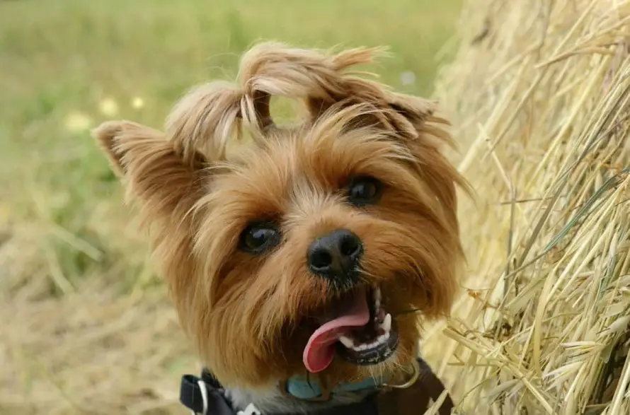 A Yorkshire Terrier smiling with its tongue out on the side of its mouth