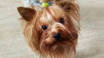 14 Yorkies Mixed With Jack Russell Terrier The Paws 14 Yorkies Mixed With Jack Russell Terrier The Paws