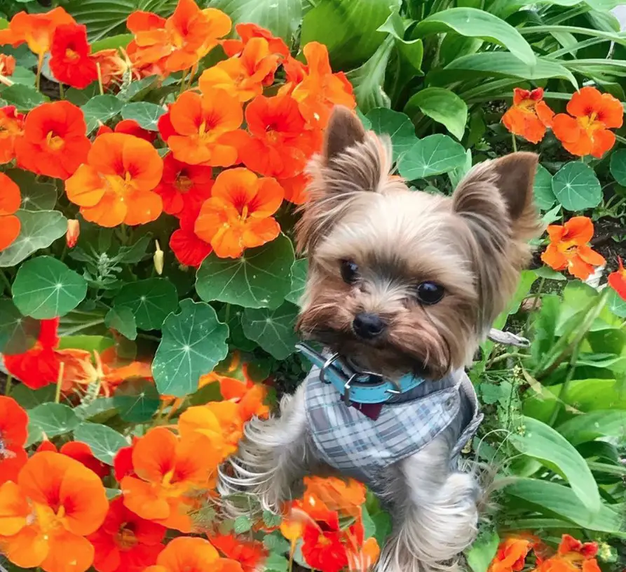 Yorkshire Terrier in the orange flowers
