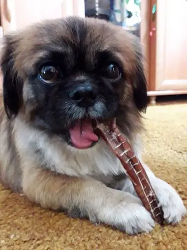 Pekingese lying down on the while chewing its treat