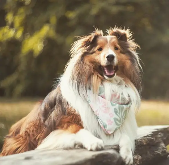 A Shetland Sheepdog lying on the on the bench at the park while smiling