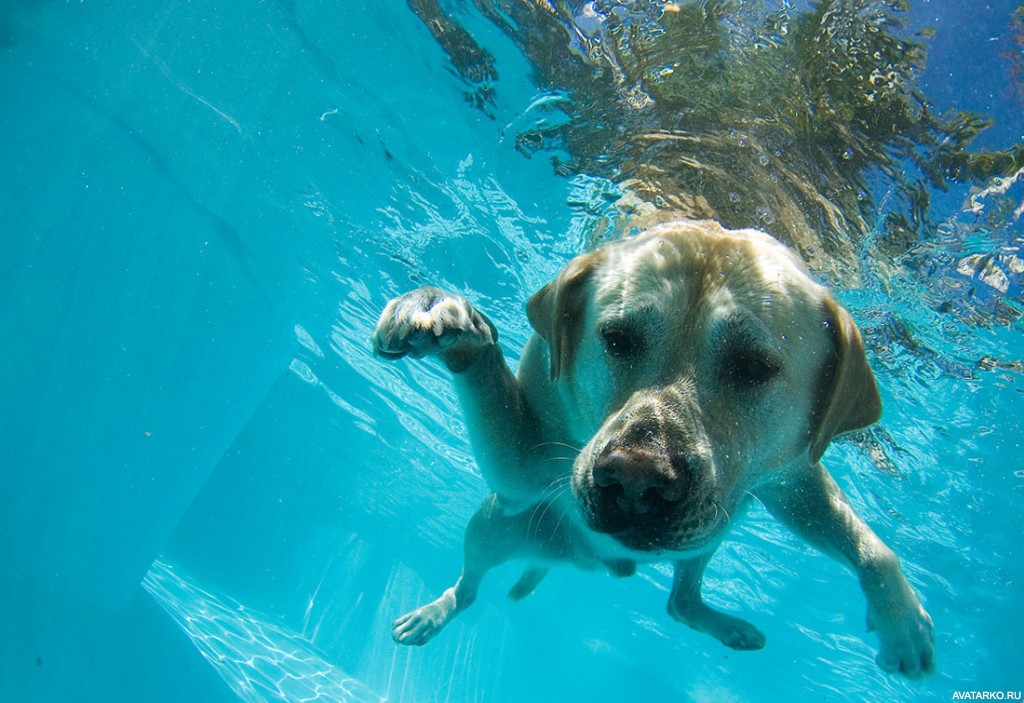 A Labrador Retriever swimming in the pool