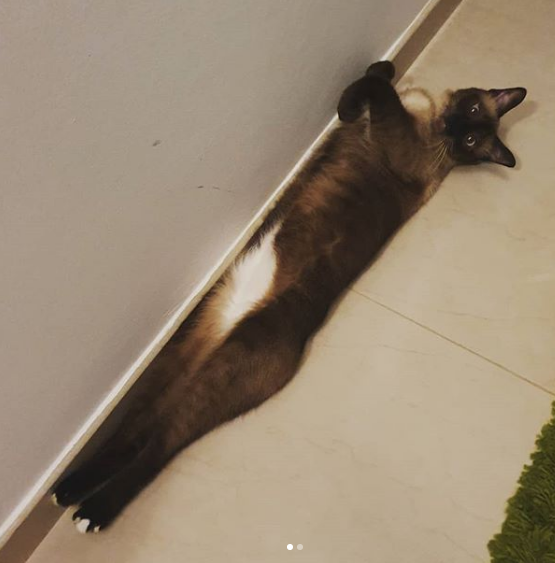 A Siamese Cat lying on the floor with its straight body