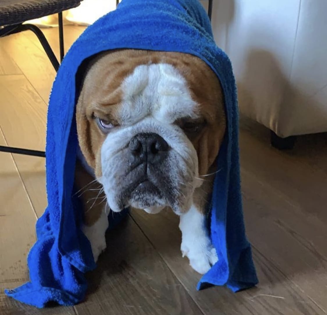 A grumpy English Bulldog standing on he floor with a towel over his head